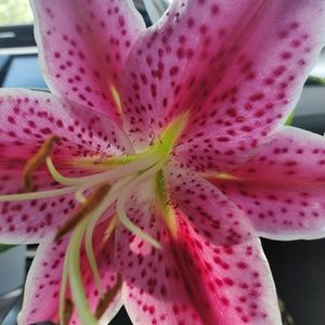 Meet your Posher, Diana